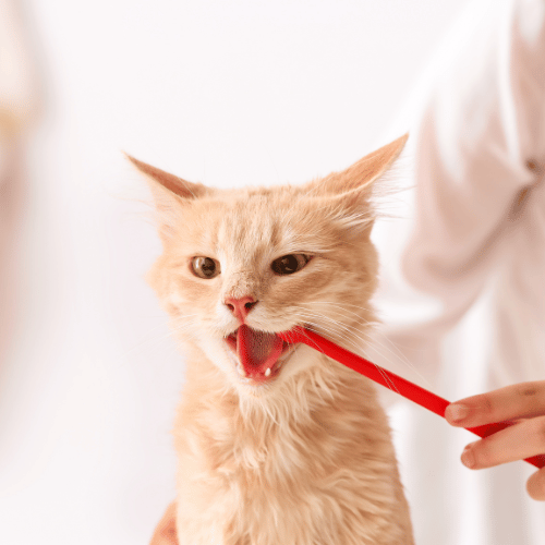 a cat biting a toothbrush