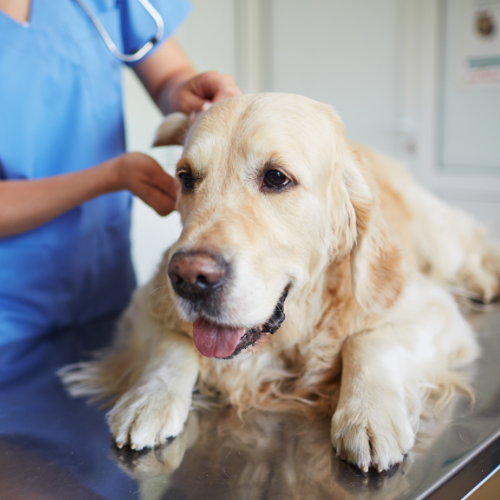 Pet Wellness Vaccinations