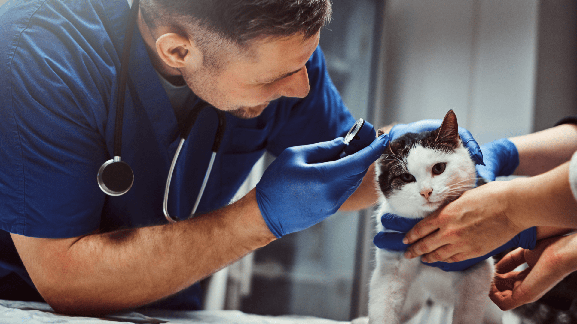 Pet Diagnostics In Gentry, AR 72734 Gentry Veterinary Clinic