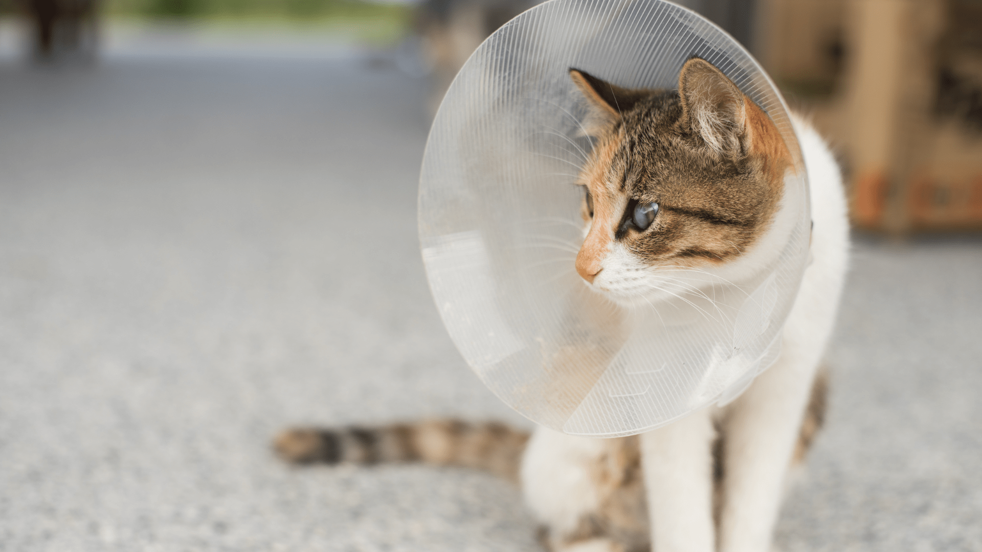 Pet Surgery In Gentry, AR 72734 Gentry Veterinary Clinic