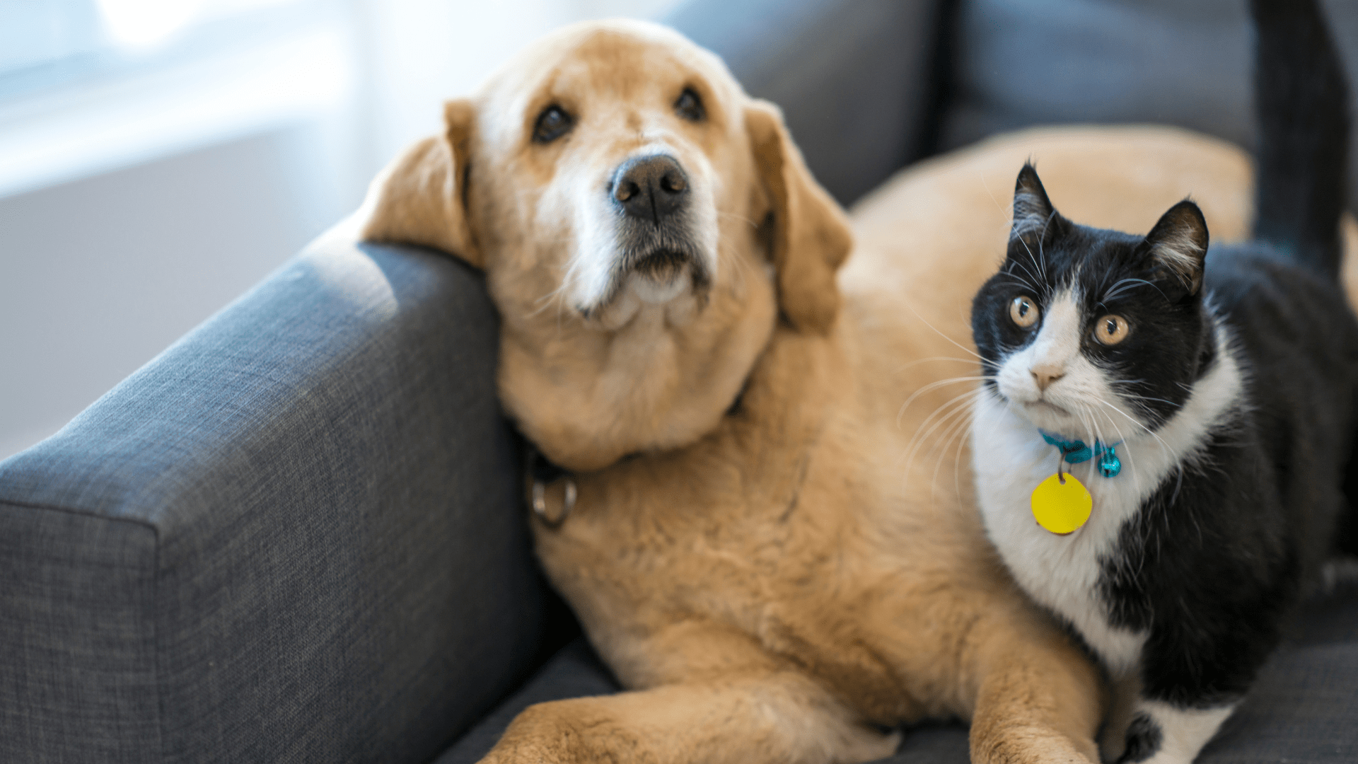 Veterinarian In Gentry, AR 72734 Gentry Veterinary Clinic