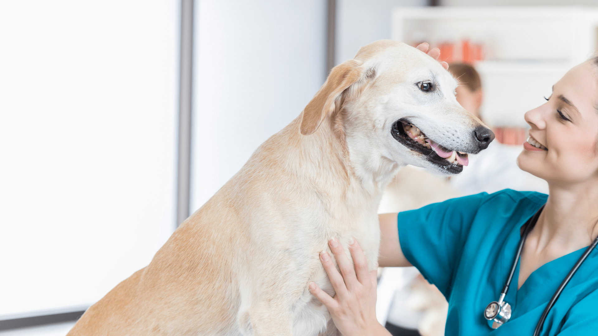 Canine General Surgery | Gentry Veterinary Clinic