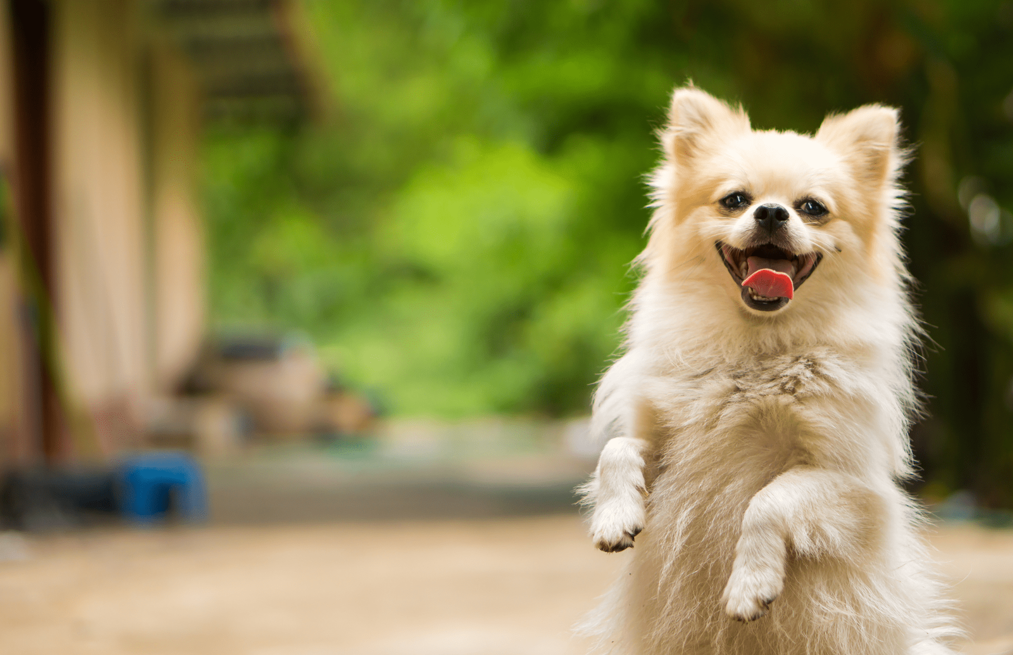 Gentry Veterinary Clinic Payment Options For Veterinary Care Gentry